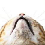 HICC PET Cat Chin Acne Finger Wipes – Enzyme Care, 50pcs Unscented-0